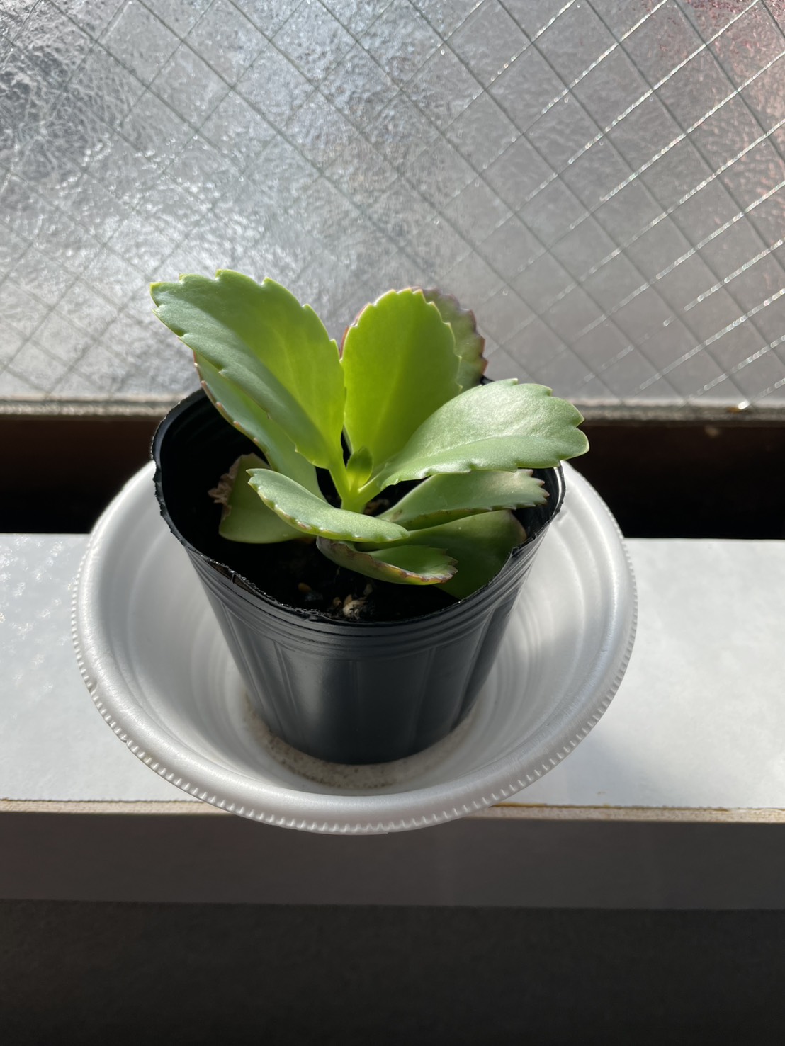 子宝草 成長日記 画像